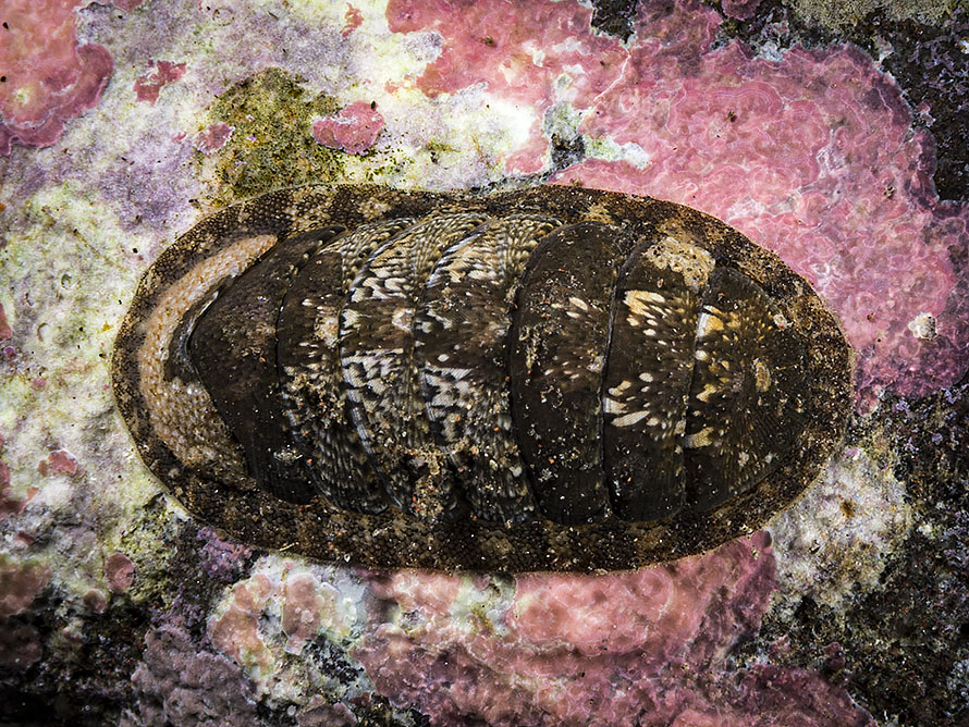 Chiton sp. 5